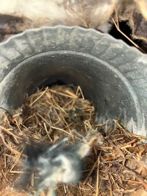Dryer vent before/after photo