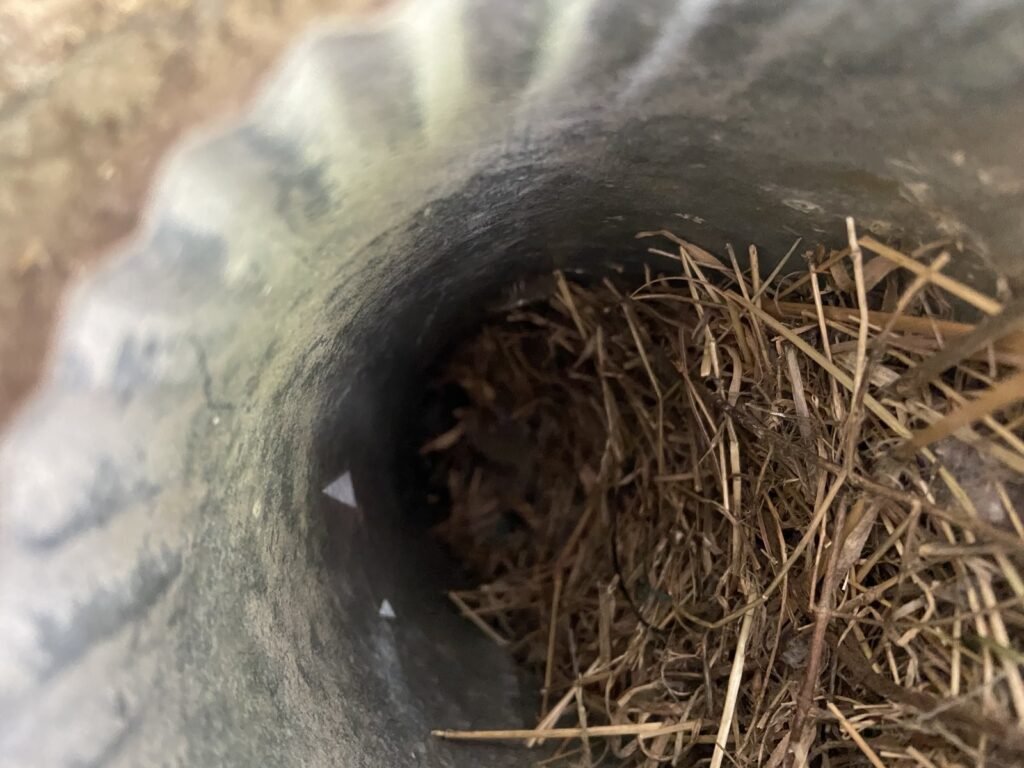 Bird nest in dryer vent before removal, Stoneridge, Birmingham metro