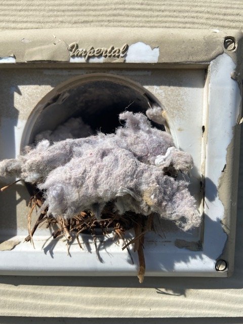 Exterior dryer vent cap packed with lint before cleaning, Birmingham metro