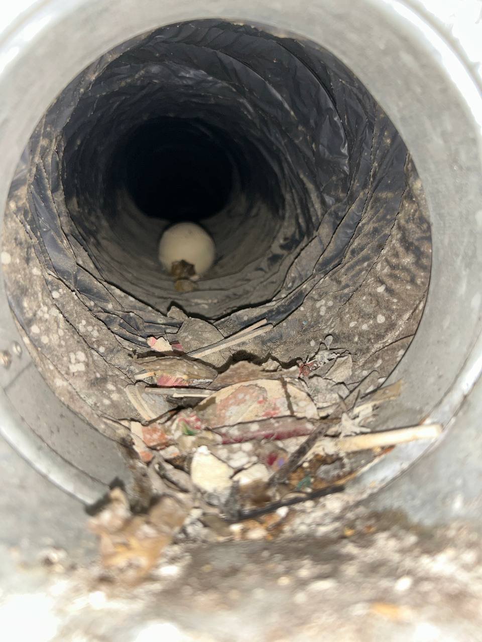 Bird nest with egg inside dryer vent before removal, Birmingham metro